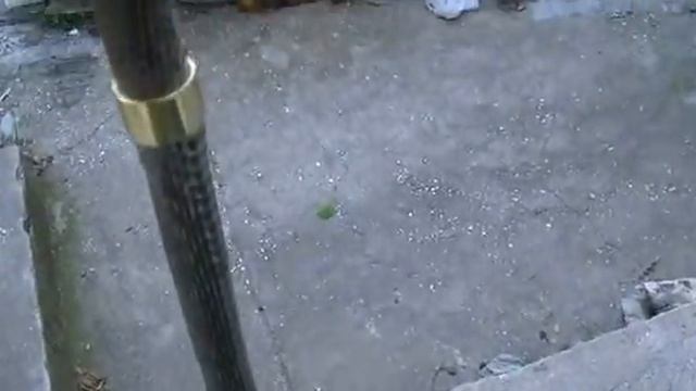 Μπαστούνι από δέρμα σαπίτη