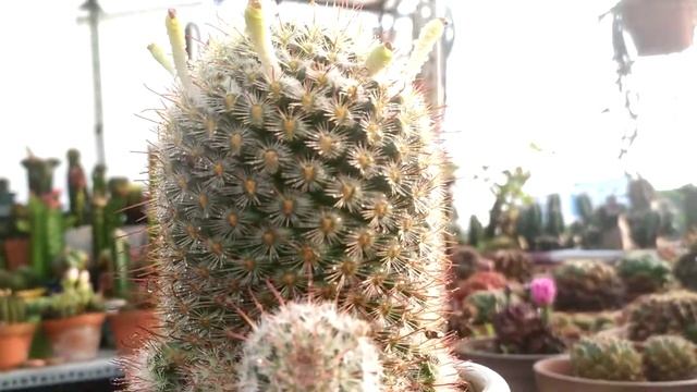 Mammillaria Cactus Fruits