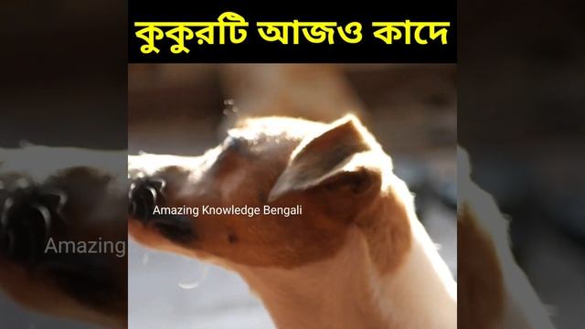 😭কুকুরটি আজও কাঁদে/Dog Crying #shorts
