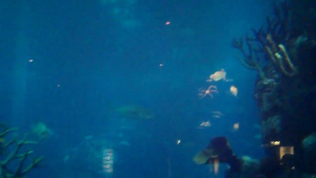 the Deep Main tank zebra shark