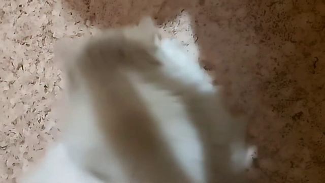 #Siberiancat.😻Сибирский кот Любимчик