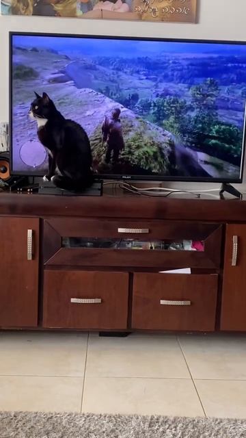 Томас и Red Dead Redemption 2 #life #israel #top #израиль #рек #топ #fun #жизнь #кот #cat #rockstar