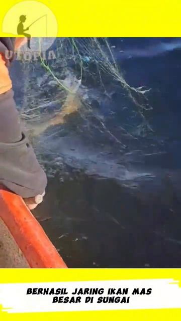 Berhasil Menjaring Ikan Mas Yang Begitu Besar Di Sungai #shorts #short #shortvideo #viral #youtube