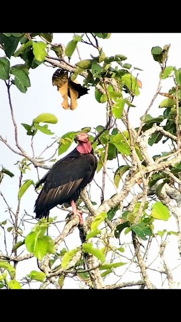 Amazing Bird in the World, Red-headed Vulture @vlogasia1