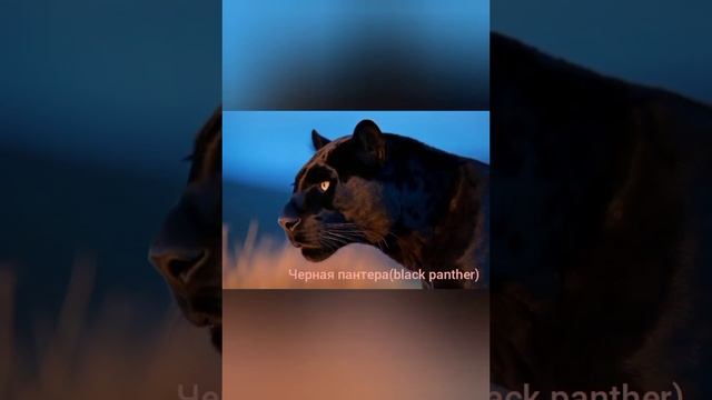 The growl of a lion,tiger,bear.The voice of a leopard,hyena,fox.(Рычание льва,тигра ,медведя).
