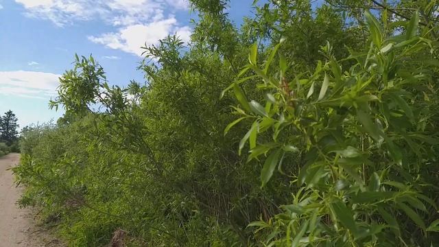 Соловушка поёт.(Видео без слов).