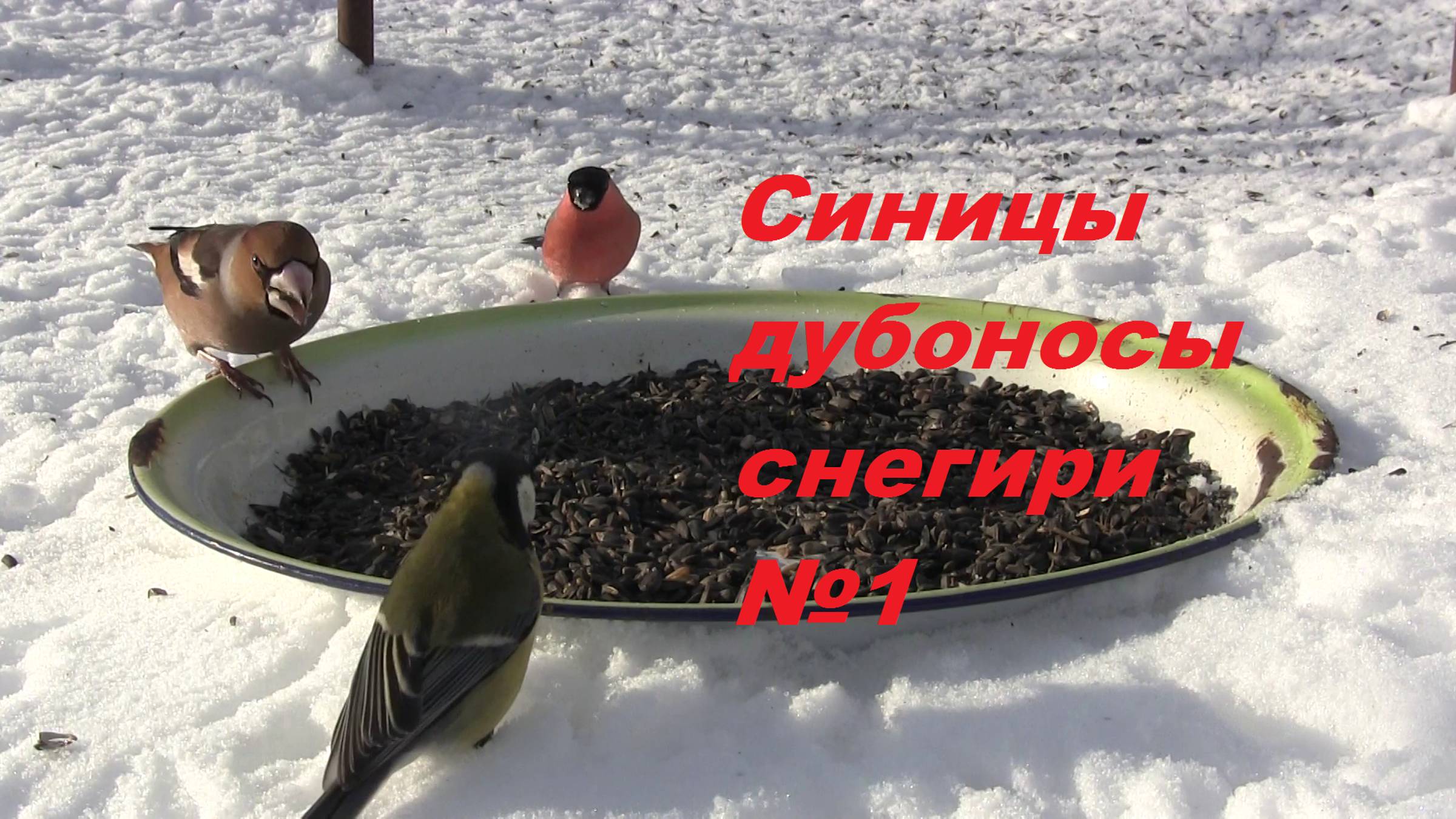 Синицы, дубоносы, снегири №1