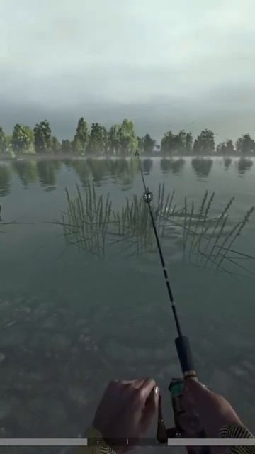 Гигантский белый Амур на 13 килограмм #carpfishing #fishingvideo #fish #рыбалка #bassfishing