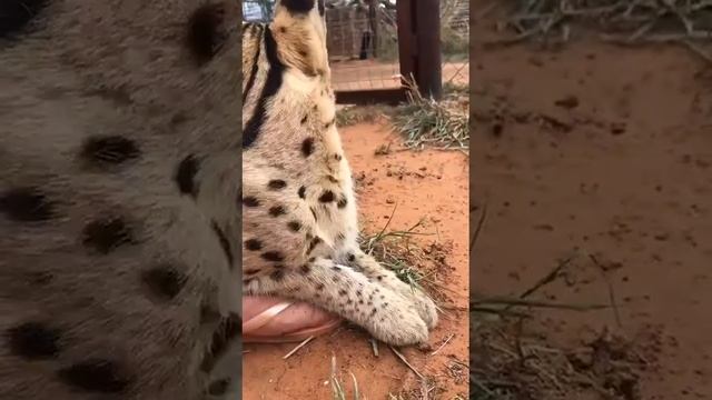 Michael the serval sharing some love!