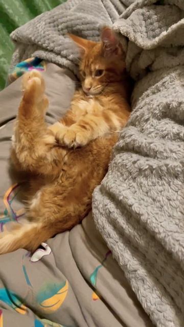 #мейкун#Симба#кот