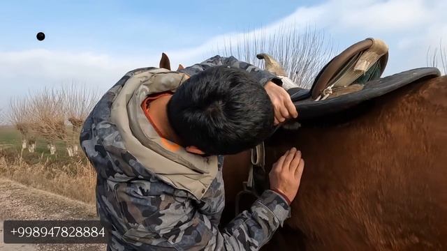Шпана сотилади! Онлайн от бозор! Продаётся лошадь! #ОТ