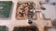 Myrmecophiles in a Formica sanguinea colony