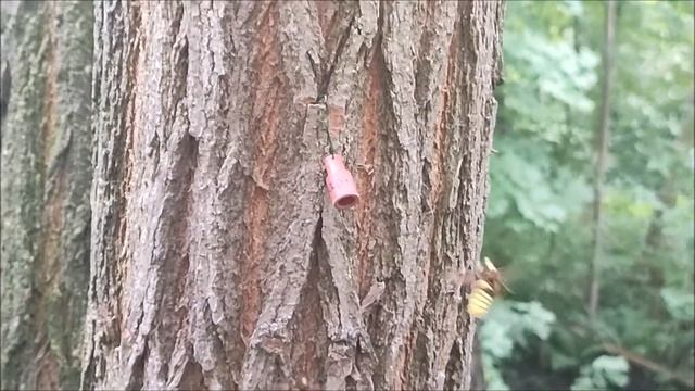 Sesia apiformis - Hornissenglasflügler