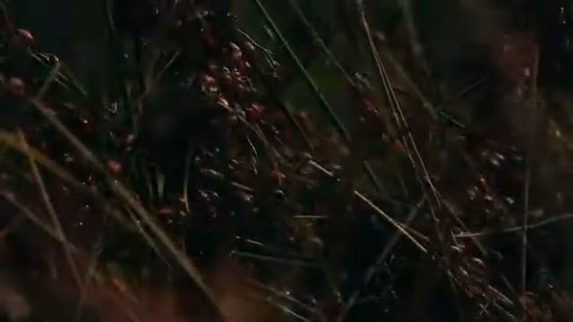 (Hippodamia convergens), catarina introducida en  S. A. para control biológico contra los áfidos.