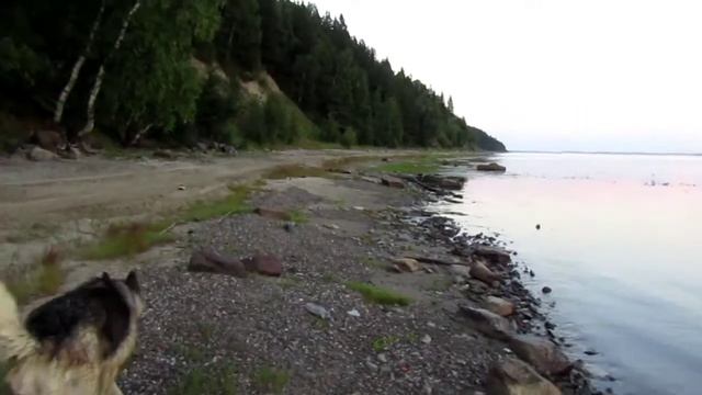 Тучи мошки и овода Туман возле дома Красивый закат