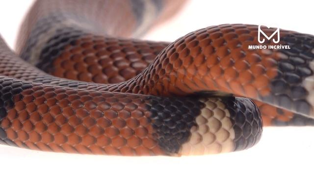 É POR ISSO QUE É A COBRA MAIS PERIGOSA DO BRASIL