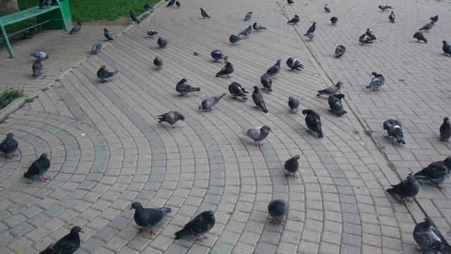 Агрессивный голубь