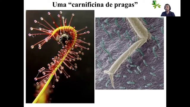 Defesa em plantas (2/3): Ácido Jasmônico e o Sistema Imune de Plantas