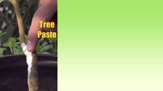IV Organic® WhiteWash: Tree Paste, Brush-On & Foliar Spray | 2021