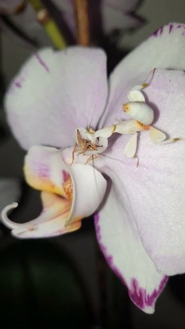 Hymenopus coronatus feeding