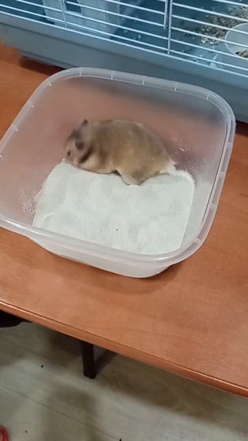 купание хомяка 🐹
