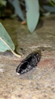 JUMPING BEETLE!!! #shorts