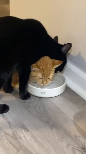 Кошки пьют воду прикол