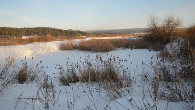 Заснеженное поле с камышом рядом с затоном. Релакс. Шум ветра.