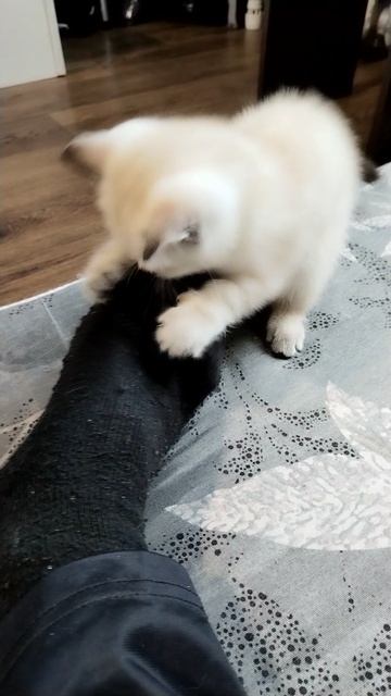 котёнок играет с ногой
