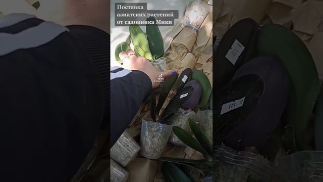 Поставка растений МикиОрхид Весна 2022.    #орхидеииорхидные #Mikiorchid #фаленопсисы #азияорхидеи
