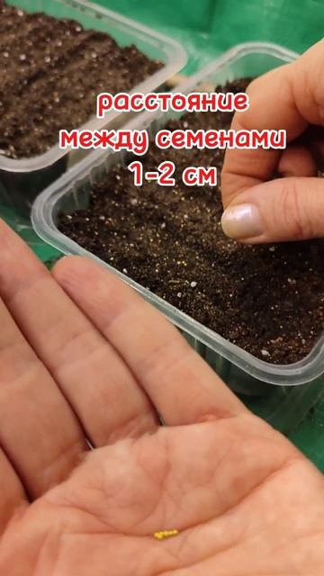 сеем бегонию