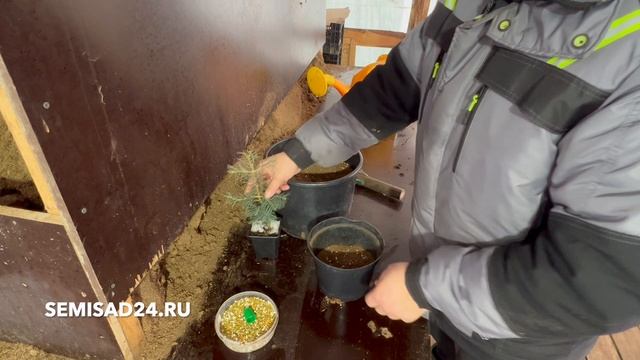 Как сохранить саженец до весны