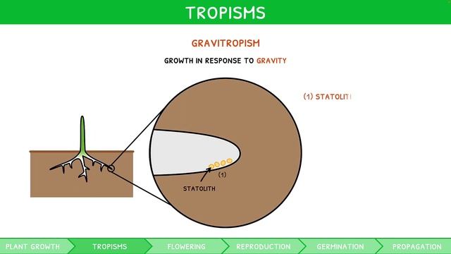 IB Biology Topics 9.3 & 9.4 (HL): Growth & Reproduction in Plants