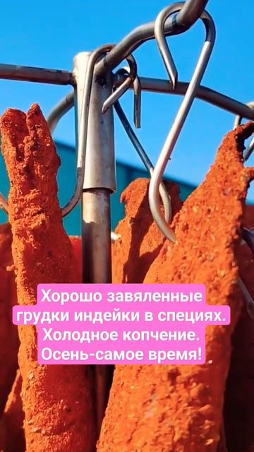 Хорошо завяленные грудки индейки в специях. Холодное копчение. Осень-самое время!