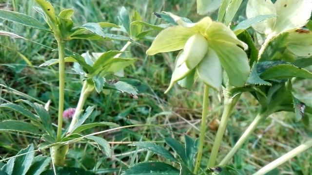Helleborus viridis (Green hellebore)