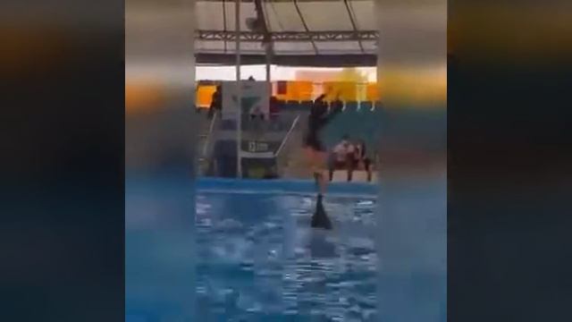 Супер шоу Дельфинов! 🐬 Очень красиво!