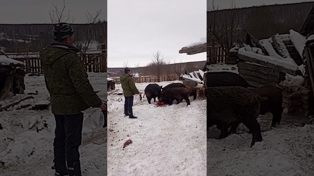 подкормка