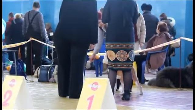 АСТ кобели-юниоры