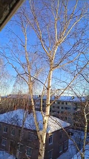 Ворона на березе