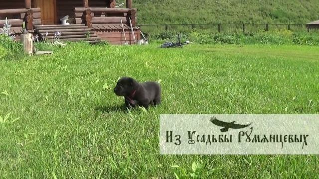 Продажа! Щенок САО (кобель розовая лента) Заравшан Сухейм Джабар х Страж Сибири Принцесса Жасмин
