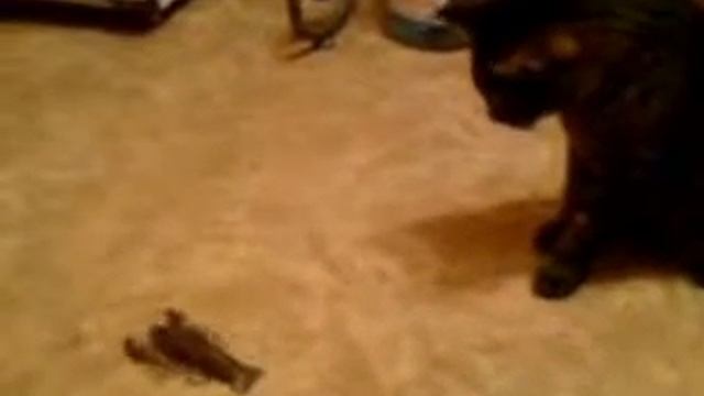 Памяти моему коту посвящается!!!