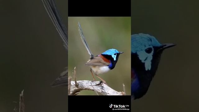 М. Лермонтов. "К" читает Елена Храмыцких. Видео с музыкой с Тик Тока.