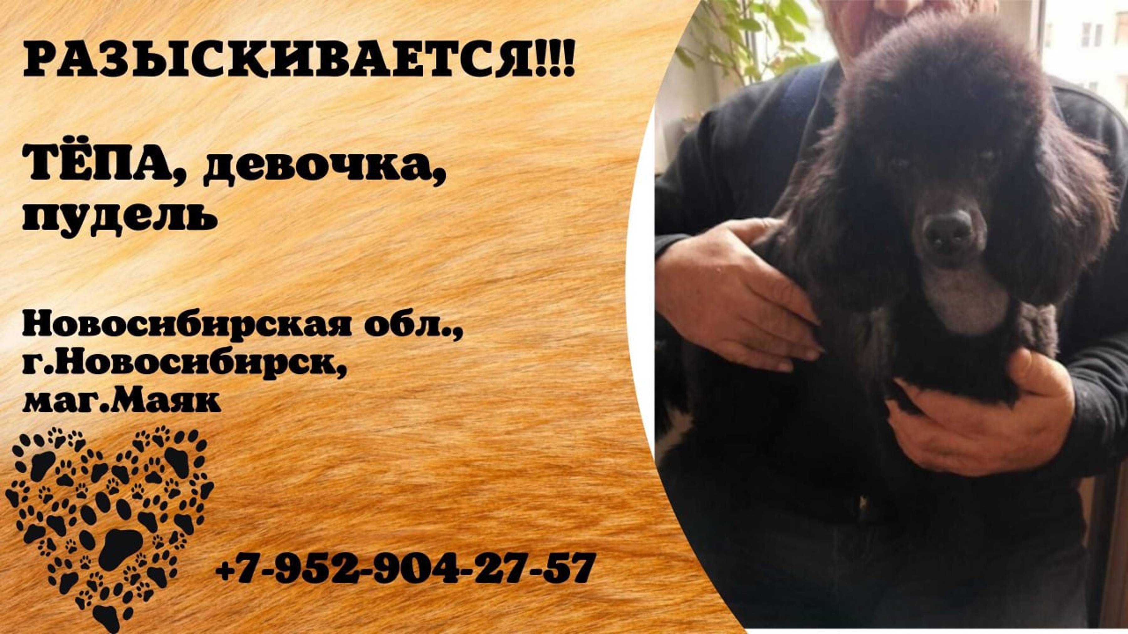 Пропала собака! ТЁПА. Девочка. Пудель. Новосибирская обл, г.Новосибирск
