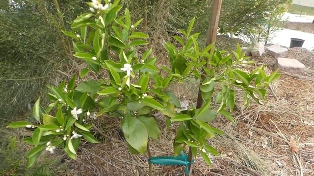 Semi-Dwarf Mandarin Tree