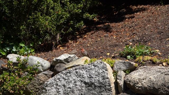 House Finch sunbathing / Чечевица греется на солнце