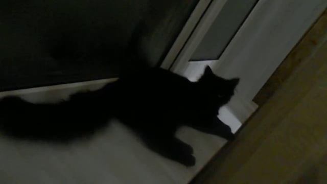 Кот говорит мама