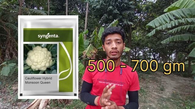 syngenta monsoon queen | cauliflower seeds for rainy season | monsoon queen | cauliflower seeds |