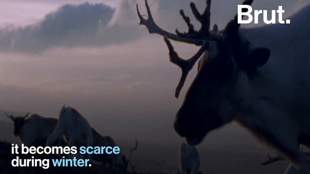 Why Reindeer Eyes Change Color Over the Course of the Year