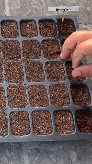 Okra/ ladyfingers/bhindi seeds growing method at home