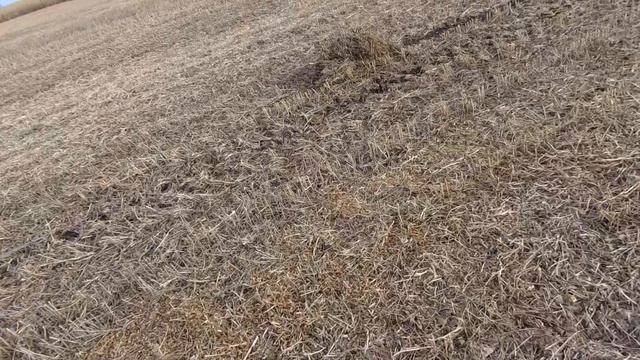 2022 Соя Мустанг - декілька слів про сорт